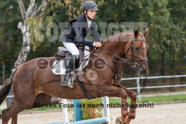 Goldene Schärpe 2020 - Pferde