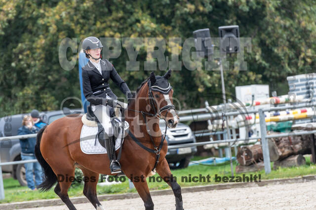 Goldene Schärpe 2020 - Pferde