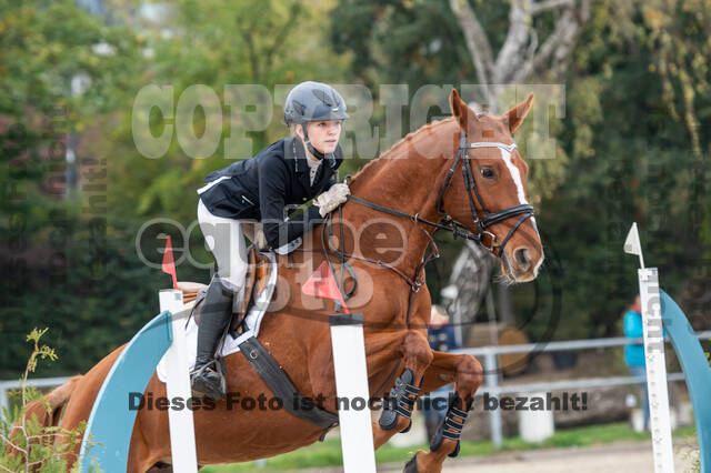 Goldene Schärpe 2020 - Pferde