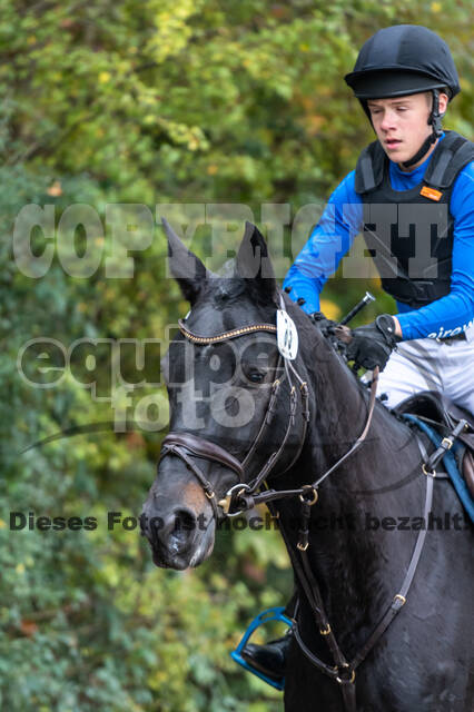 Goldene Schärpe 2020 - Pferde