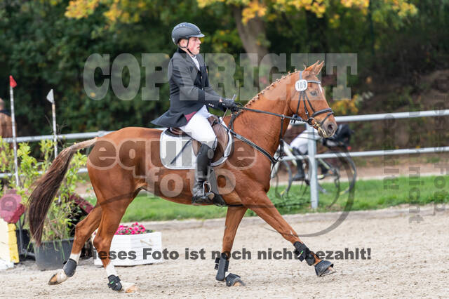 Goldene Schärpe 2020 - Pferde