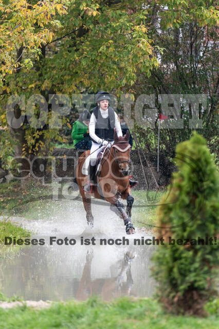 Goldene Schärpe 2020 - Pferde