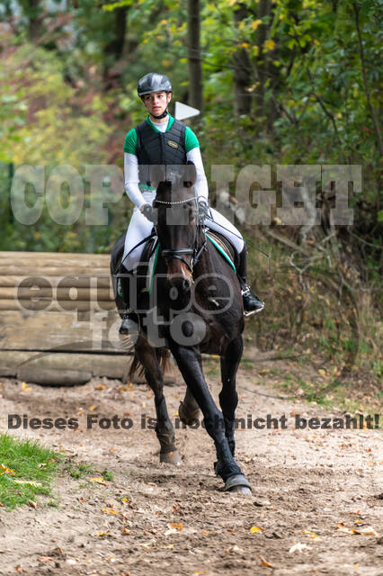 Goldene Schärpe 2020 - Pferde