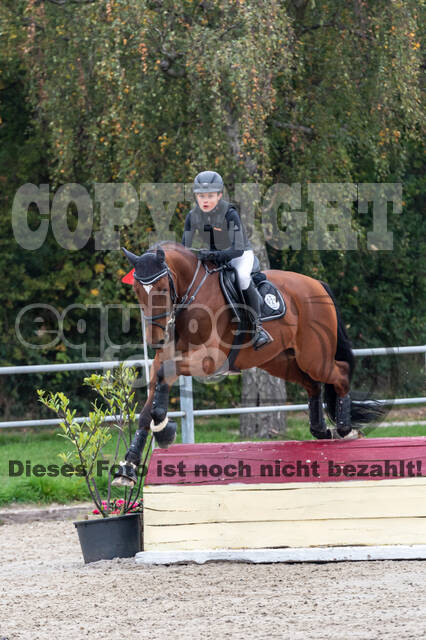 Goldene Schärpe 2020 - Pferde