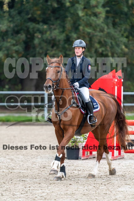 Goldene Schärpe 2020 - Pferde