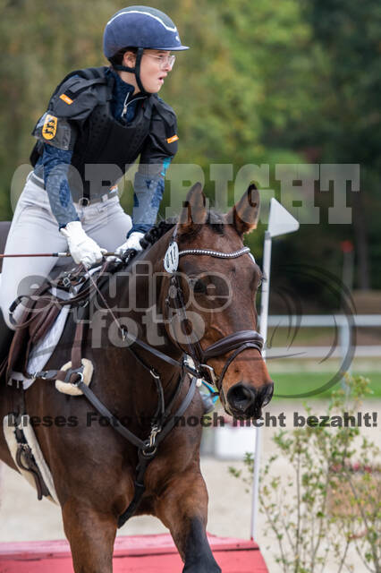 Goldene Schärpe 2020 - Pferde