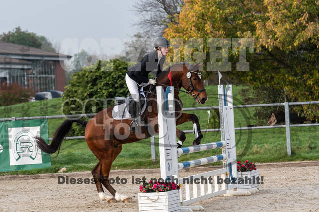 Goldene Schärpe 2020 - Pferde