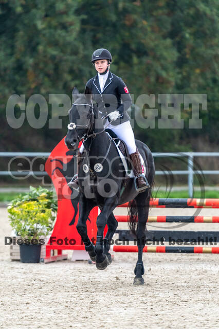 Goldene Schärpe 2020 - Pferde