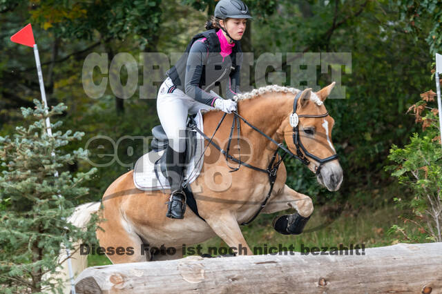 Goldene Schärpe 2020 - Pferde