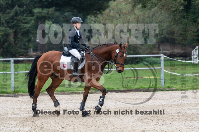 Goldene Schärpe 2020 - Pferde