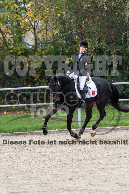 Goldene Schärpe 2020 - Pferde