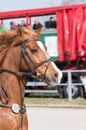 Eventing Langenfeld