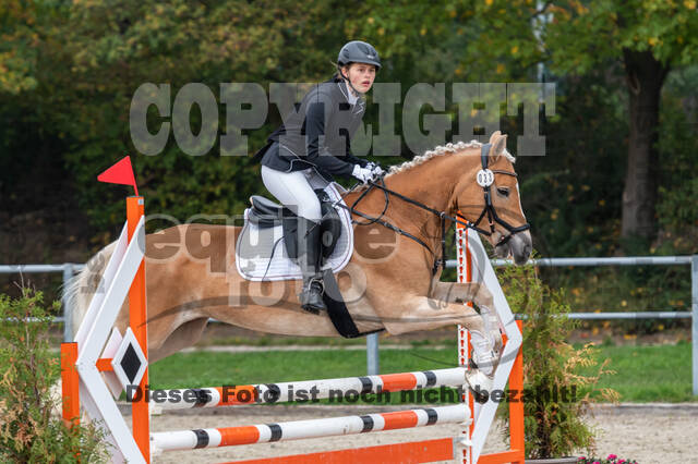 Goldene Schärpe 2020 - Pferde