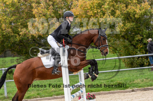 Goldene Schärpe 2020 - Pferde