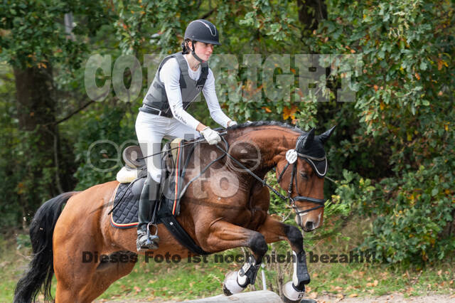 Goldene Schärpe 2020 - Pferde