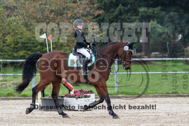 Goldene Schärpe 2020 - Pferde