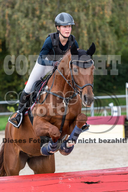 Goldene Schärpe 2020 - Pferde