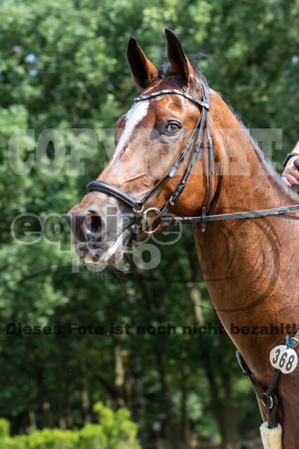 Late-Entry Vielseitigkeit Hamminkeln/Wesel (01.+02.08.2020)