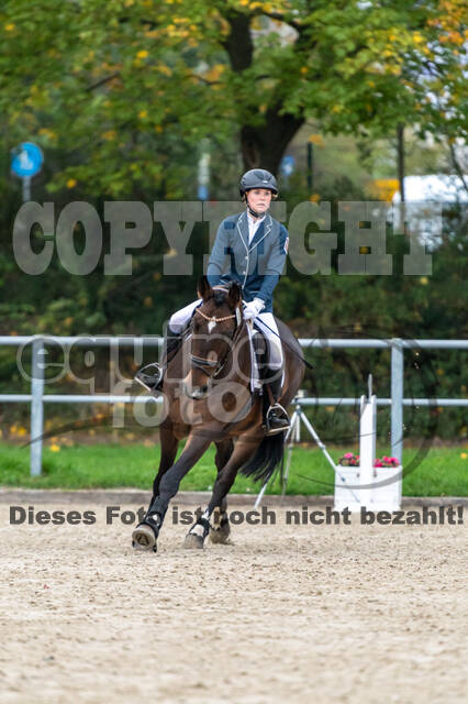 Goldene Schärpe 2020 - Pferde