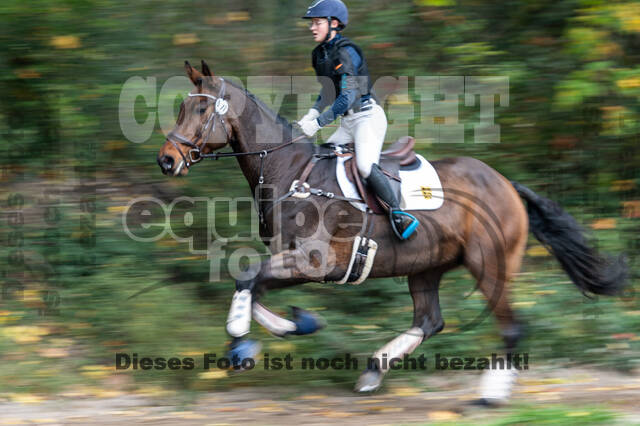 Goldene Schärpe 2020 - Pferde