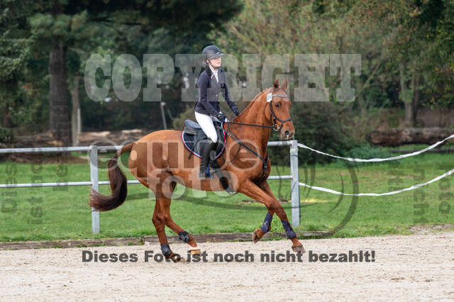 Goldene Schärpe 2020 - Pferde