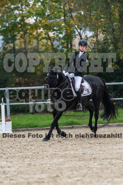 Goldene Schärpe 2020 - Pferde