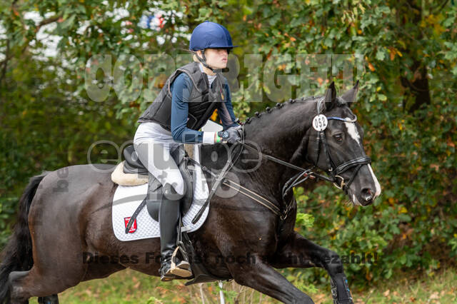 Goldene Schärpe 2020 - Pferde