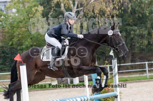 Goldene Schärpe 2020 - Pferde