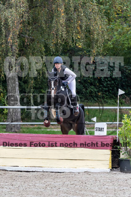 Goldene Schärpe 2020 - Pferde