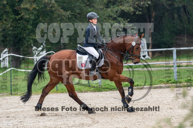 Goldene Schärpe 2020 - Pferde