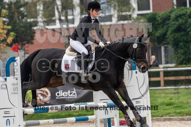 Goldene Schärpe 2020 - Pferde