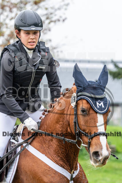 Goldene Schärpe 2020 - Pferde