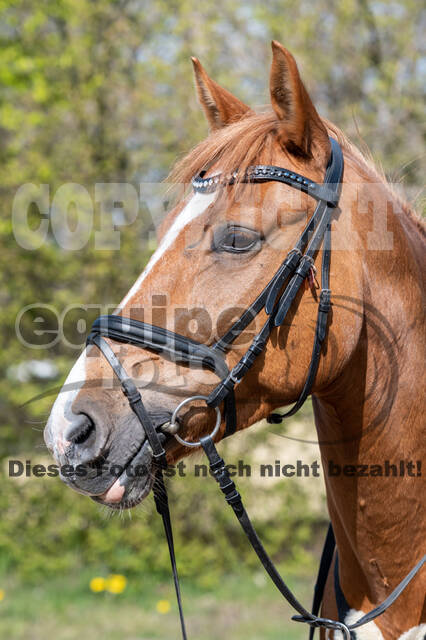 Geländetraining ZRFV Hamminkeln (24+25.04.2021)