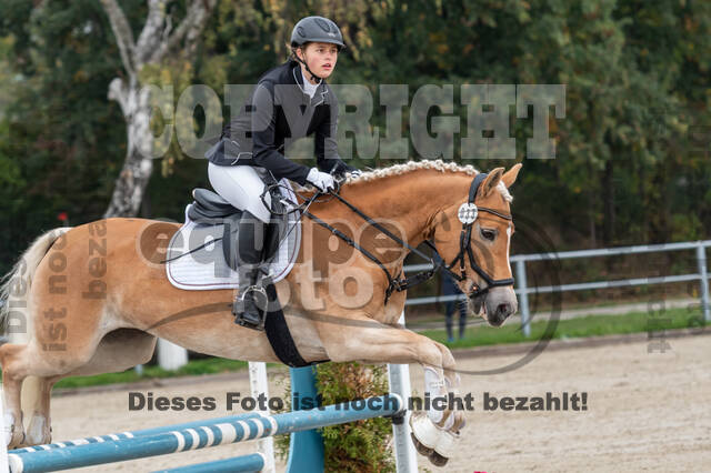 Goldene Schärpe 2020 - Pferde