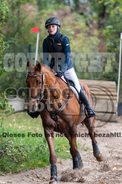 Goldene Schärpe 2020 - Pferde