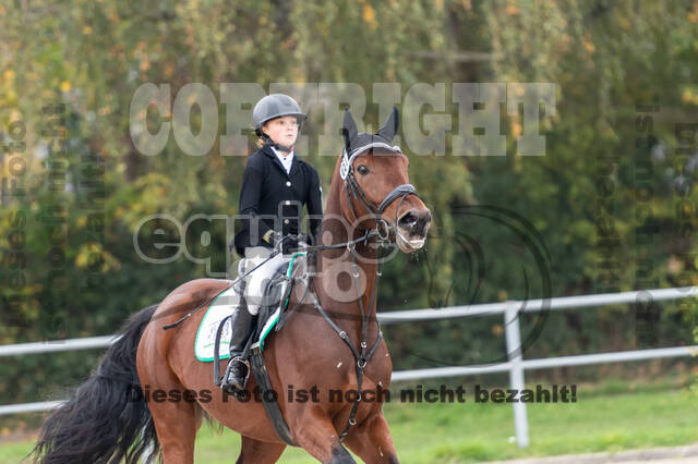 Goldene Schärpe 2020 - Pferde