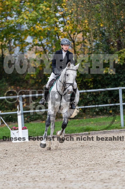 Goldene Schärpe 2020 - Pferde