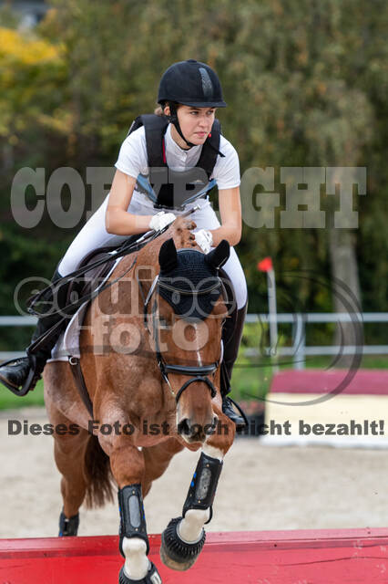 Goldene Schärpe 2020 - Pferde