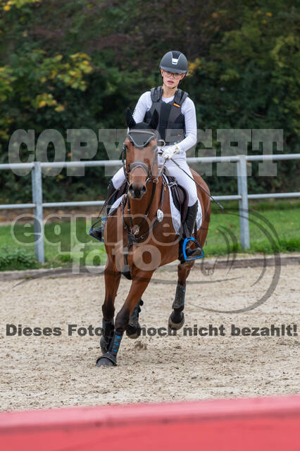 Goldene Schärpe 2020 - Pferde