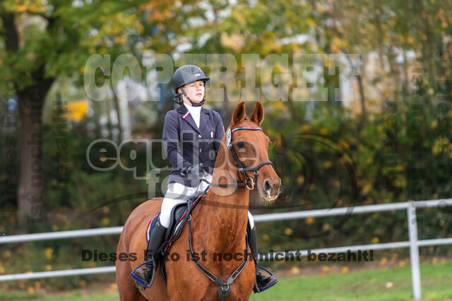 Goldene Schärpe 2020 - Pferde