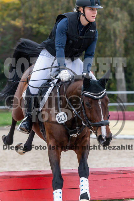 Goldene Schärpe 2020 - Pferde