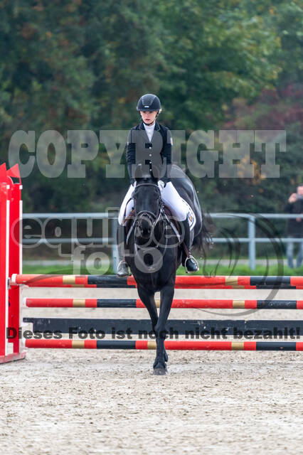 Goldene Schärpe 2020 - Pferde