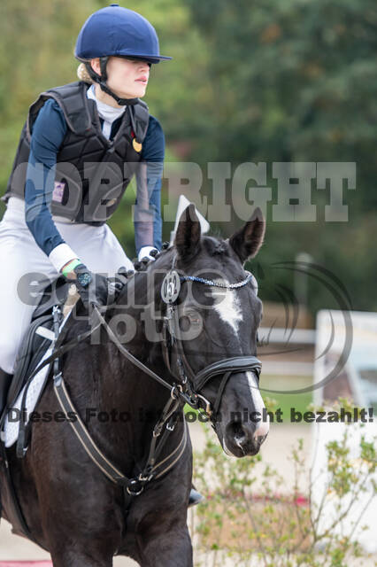 Goldene Schärpe 2020 - Pferde