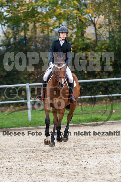 Goldene Schärpe 2020 - Pferde