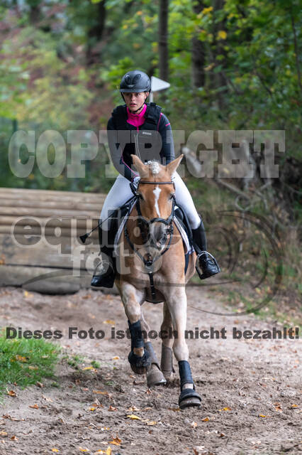 Goldene Schärpe 2020 - Pferde