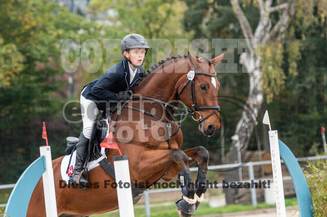 Goldene Schärpe 2020 - Pferde
