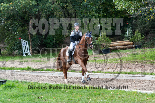 Goldene Schärpe 2020 - Pferde