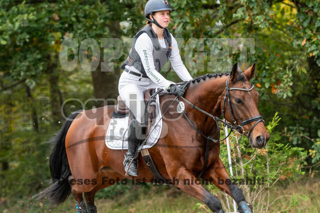 Goldene Schärpe 2020 - Pferde