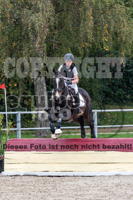 Goldene Schärpe 2020 - Pferde