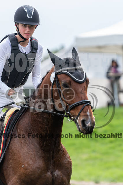 Goldene Schärpe 2020 - Pferde